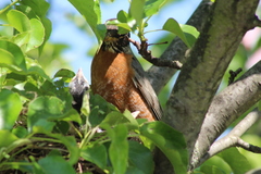 Turdus migratorius