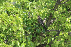 Turdus migratorius