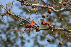 Cardinalis cardinalis cardinalis