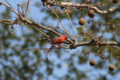 Cardinalis cardinalis cardinalis