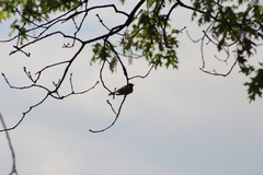 Spizella passerina passerina