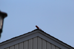 Cardinalis cardinalis cardinalis