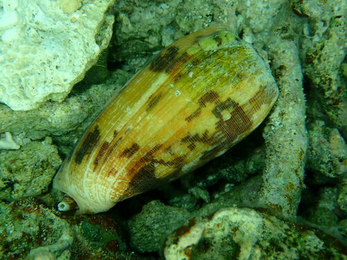 Conus striatus observed 2023-06-20