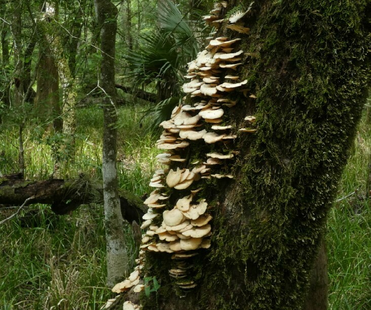 Irpiciporus mollis from Florida Levy Goethe State Forest Big Cypress