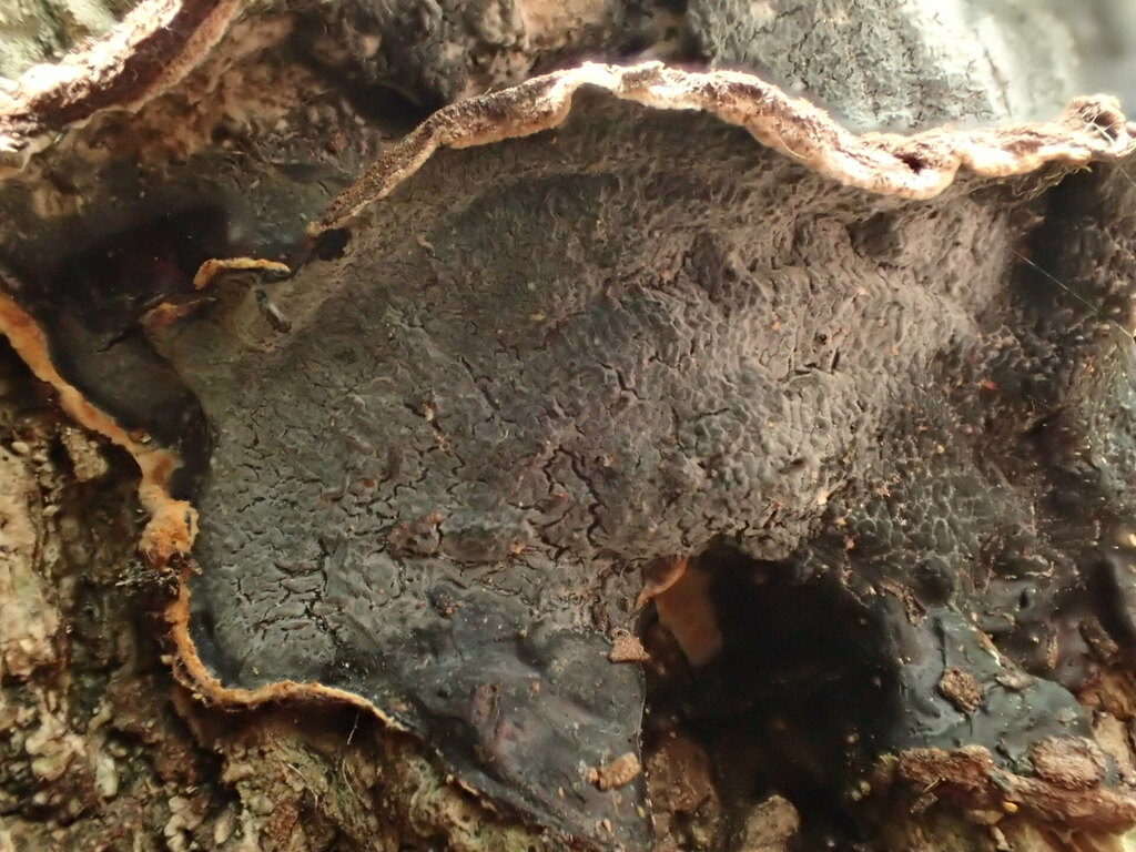 white-rot fungus from 日本、〒260-0801 千葉県千葉市中央区仁戸名町 on May 25, 2023 at 02: