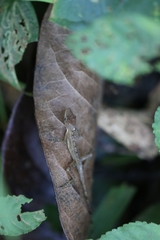 Anolis cryptolimifrons