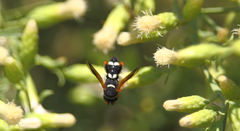 Leucospis hopei