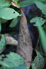 Anolis cryptolimifrons