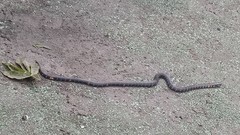 Atractus elaps