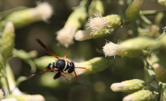 Leucospis hopei