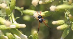 Leucospis hopei