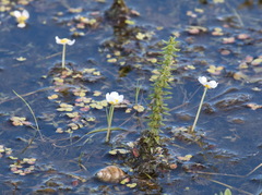 Ranunculus circinatus