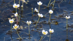 Ranunculus circinatus