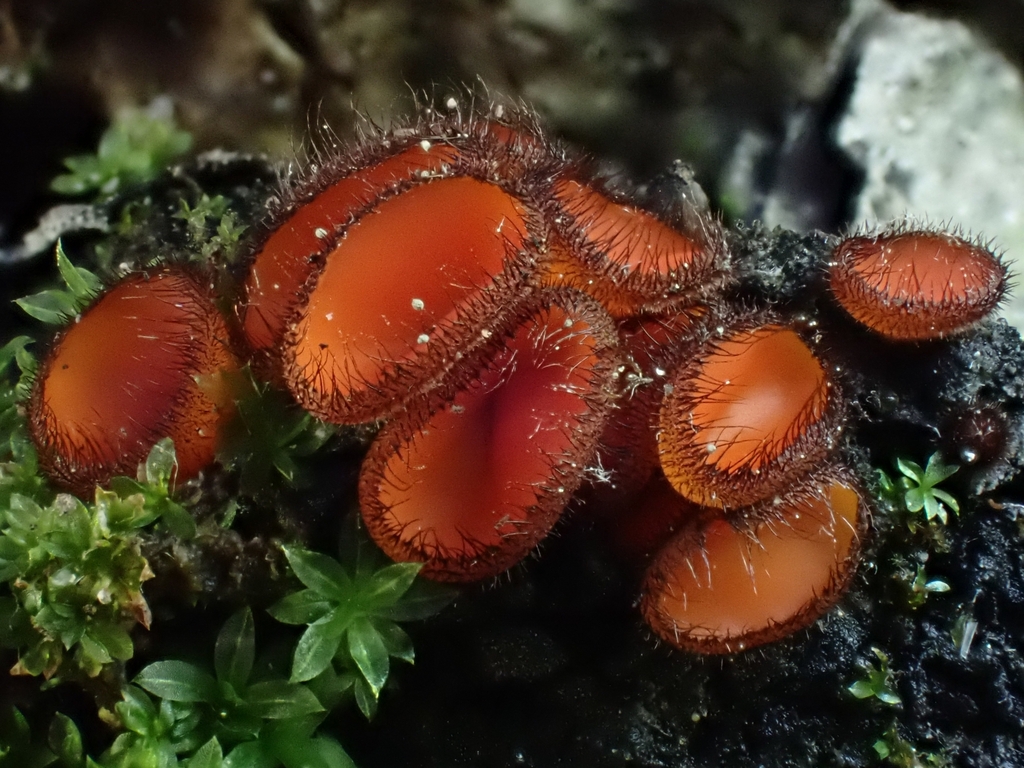 Scutellinia sp. 'CA04'