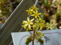 Dioscorea elephantipes