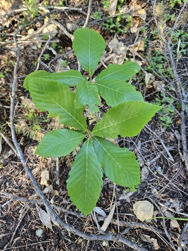 Image of Quercus sadleriana by (c) Mandy Hackney, some rights reserved (CC BY)
