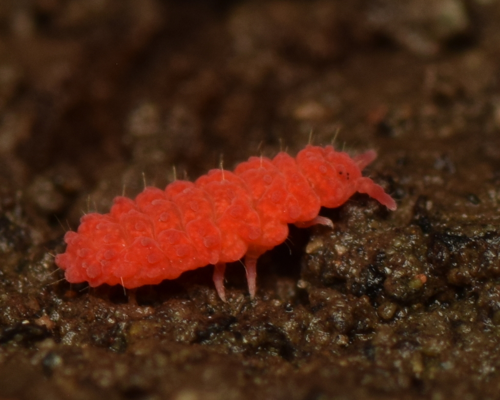 Paralobella