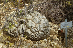 Dioscorea elephantipes