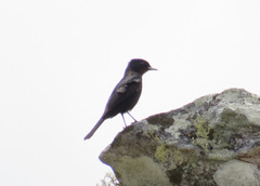 Knipolegus nigerrimus