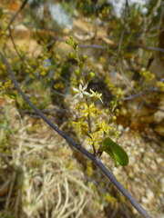 Dioscorea elephantipes
