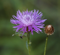 Centaurea × livonica
