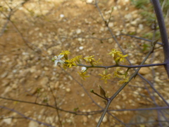 Dioscorea elephantipes