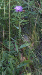 Centaurea × livonica