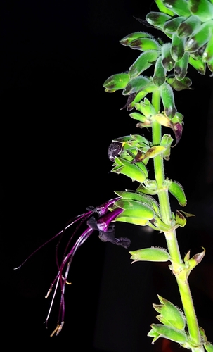 Image of Salvia speciosa by (c) Luis Fer JP, some rights reserved (CC BY)