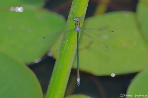 Elegant Spreadwing photo 4