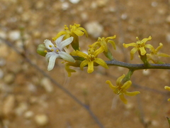 Dioscorea elephantipes