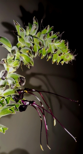 Image of Salvia speciosa by (c) Luis Fer JP, some rights reserved (CC BY)