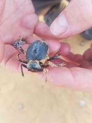 Prionotheca coronata