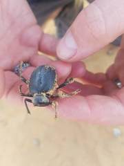 Prionotheca coronata