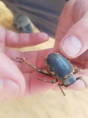 Prionotheca coronata