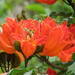 African Tulip Tree - Photo (c) squirrelwatcher019, some rights reserved (CC BY-NC)