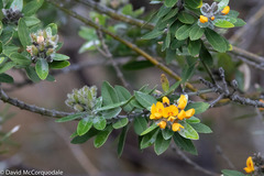 Callistachys lanceolata