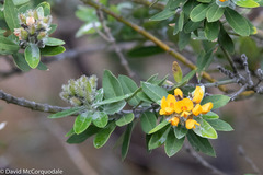 Callistachys lanceolata