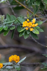 Callistachys lanceolata