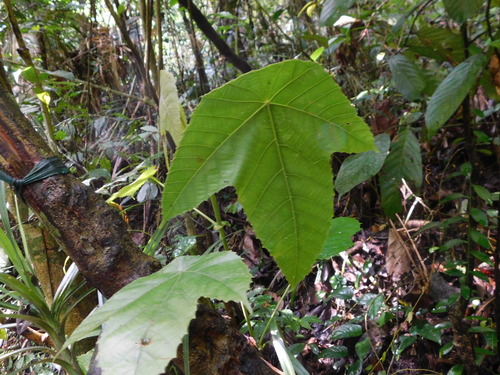 Macaranga triloba observed 2023-06-17