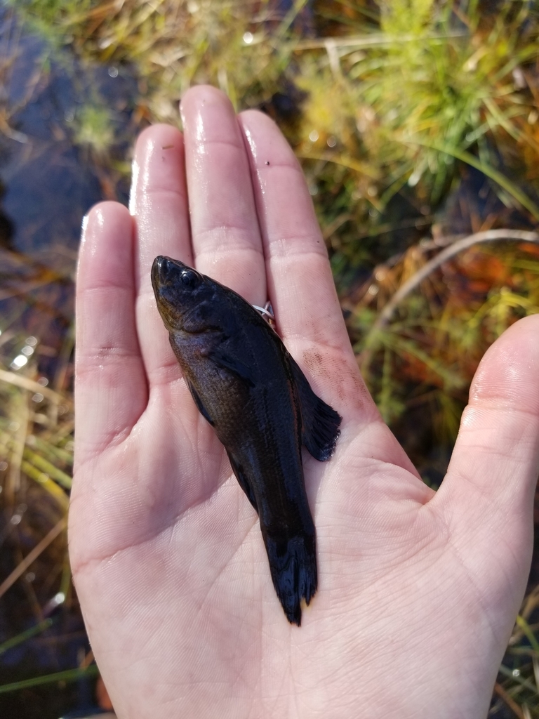 Western Pirate Perch in December 2018 by Rebecca W · iNaturalist