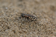 Cicindela carthagena
