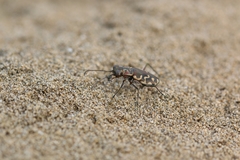 Cicindela carthagena
