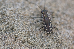 Cicindela carthagena
