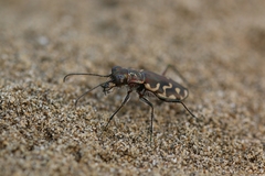 Cicindela carthagena