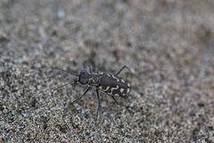 Cicindela carthagena