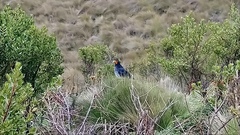 Daptrius carunculatus