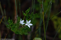 Orianthera serpyllifolia