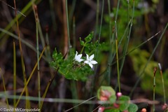 Orianthera serpyllifolia
