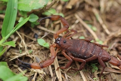 Centruroides limbatus
