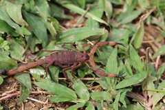 Centruroides limbatus